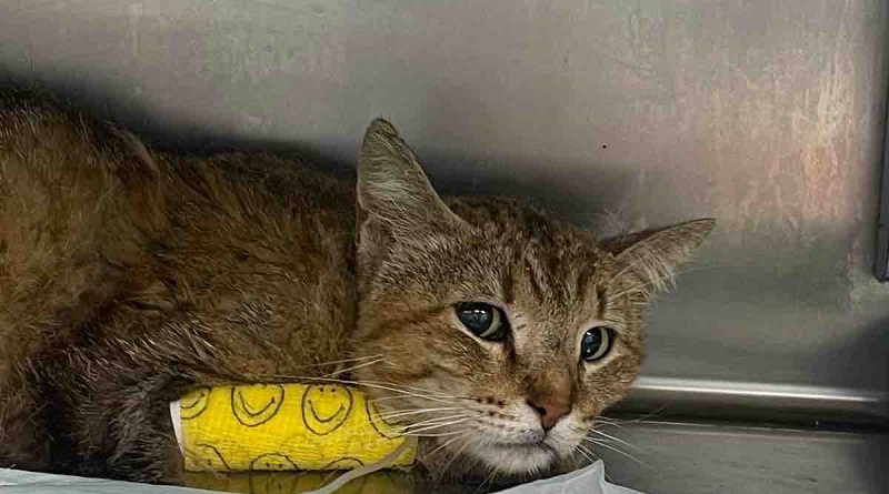 Giovanni, il gatto che combatte contro la FIP, ha bisogno dell’aiuto di tutti noi
