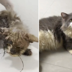 La rinascita e la trasformazione di Timothy, il gatto trovato interamente coperto di colla