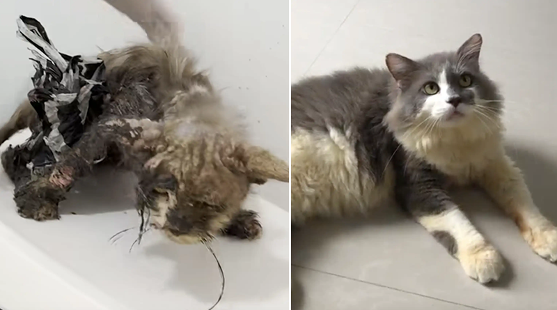La rinascita e la trasformazione di Timothy, il gatto trovato interamente coperto di colla