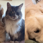 Il gatto con un solo occhio guida il cane cieco: la straordinaria amicizia che commuove il web
