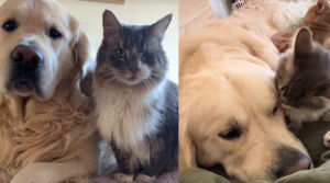 Il gatto con un solo occhio guida il cane cieco: la straordinaria amicizia che commuove il web