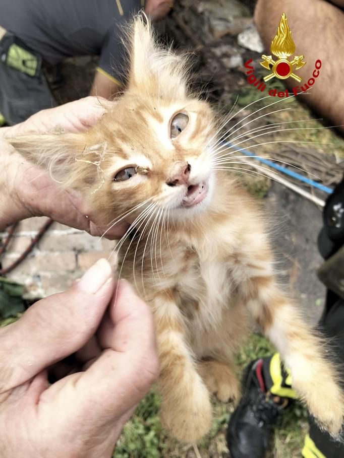 gattino finito in un pozzo