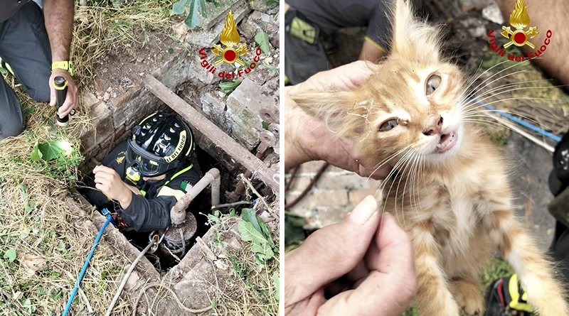 Gattino intrappolato in un pozzo a Besenzone: salvato dai Vigili del Fuoco con tecniche speciali