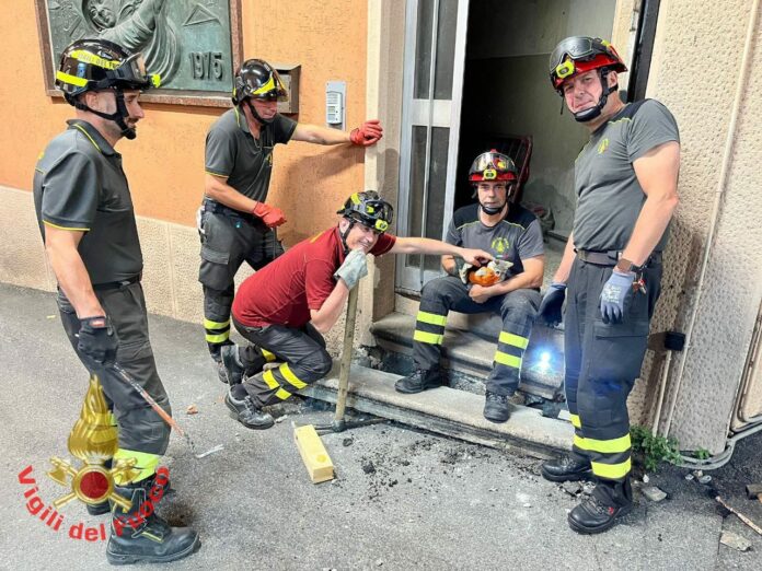 gattino salvato in caserma vigili del fuoco