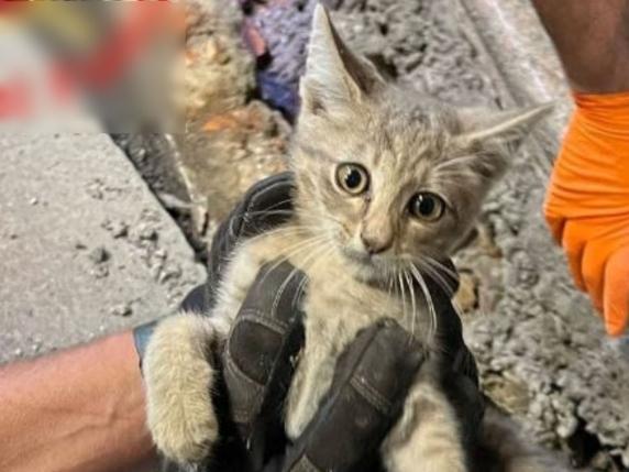 gattino salvato in caserma vigili del fuoco1