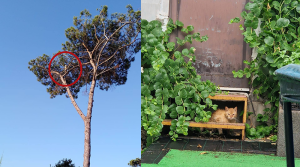 gatto bloccato su albero parco del vesuvio
