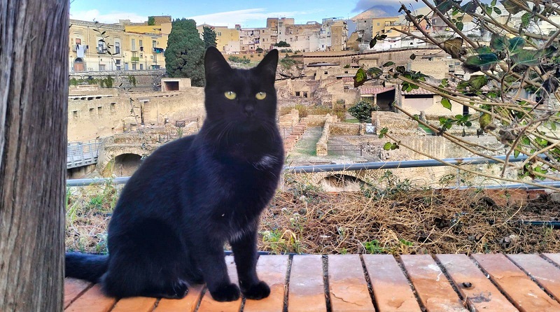 I gatti di Ercolano diventano colonia felina registrata: simboli d’accoglienza nel Parco Archeologico