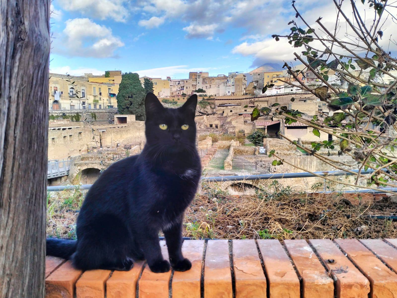 gatti parco archeologico ercolano